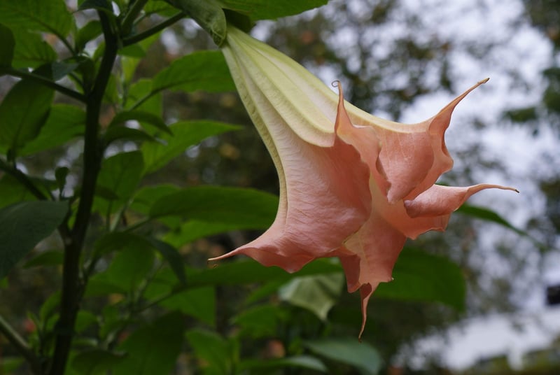 Angel's Trumpet